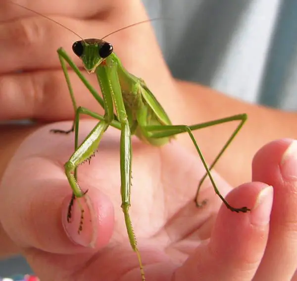 mantis bite