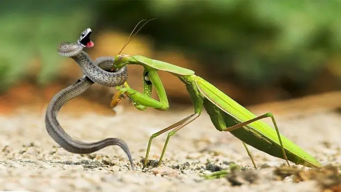 praying-mantis-killing-snake