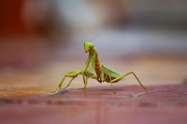 mantis