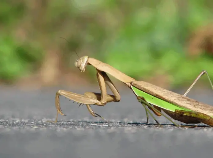 mantis