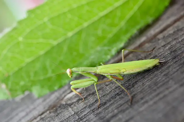 praying-mantises-g1fe1acad9_640