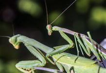 Male vs Female Praying Mantis – Differences and Similarities male and female praying mantis