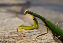 How Big is a Praying Mantis? how big is a praying mantis