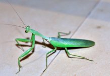 What Do Baby Praying Mantis Eat? – Baby Praying Mantis Diet what do baby praying mantis eat
