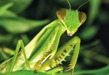 Praying Mantis Eyes – How Many Eyes does a Praying Mantis have? praying mantis eyes